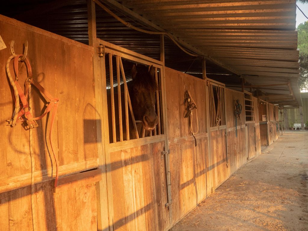 A POSTA DE SOL A LA HIPICA